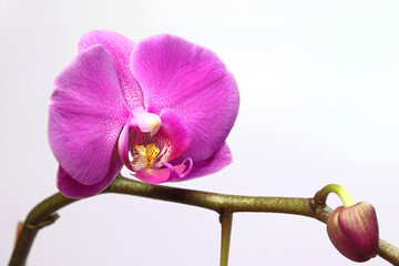 Isolated purple flower with green stem, close-up