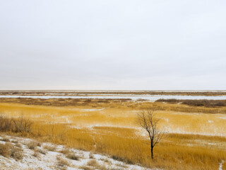 A small tree in the steppe on the river bank in winter