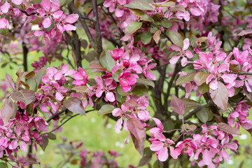 pink blossoms of the apple tree
