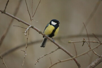 Titmouse on a tree branch