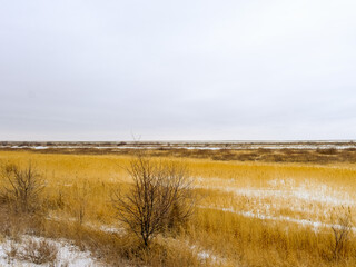 A small tree in the steppe on the river bank in winter