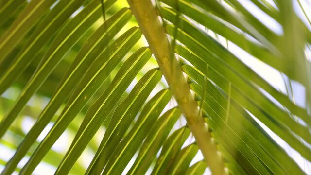 Tropical palm leaf swaying in the wind with sun light closeup. Summer background. Selective focus.