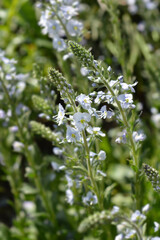 Gentian speedwell Nana