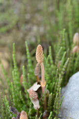 Common horsetail