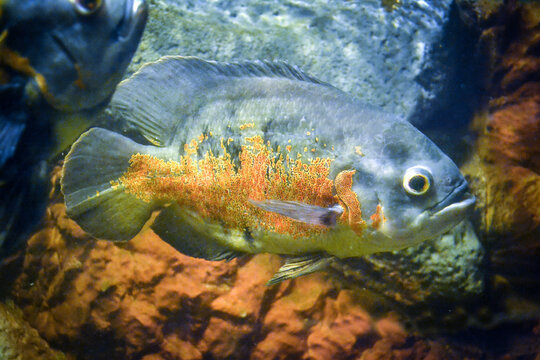 Astronotus ocellatus fish swimming underwater