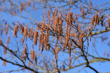 European black alder