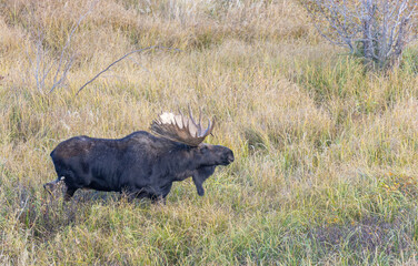 Bull Moose During the Rut in Wyoming in Autumn