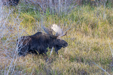 Bull Moose During the Rut in Wyoming in Autumn