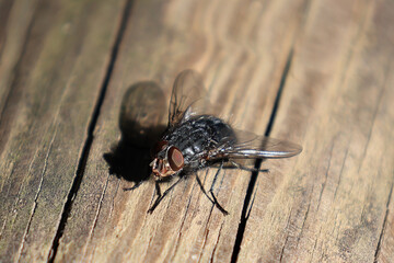 Macro photography of a fly