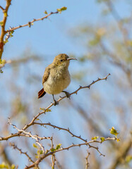 Dusky Sunbird in the Kgalagadi