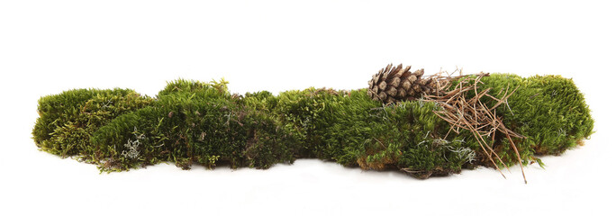 Piece of  green moss  isolated on white  background. Fragment of fresh forest flora moss.