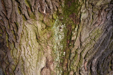 Old wooden bark ornaments.