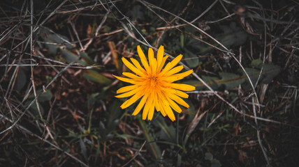 Yellow Flower İn The Dark Forest
