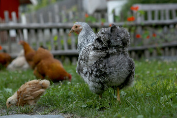 Domestic chickens with chick on traditional scandinavian rural barnyard in summer. Hens with chick walking on a green grass in the yard.