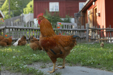 Cock on traditional scandinavian rural barnyard in summer. Hen with  with brood of hens on a green grass in the yard.
