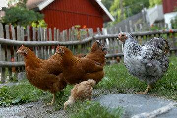Domestic chickens with chick on traditional scandinavian rural barnyard in summer. Hens with chick walking on a green grass in the yard.