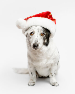 Dog in a Santa hat. Light-colored dog with black spots.