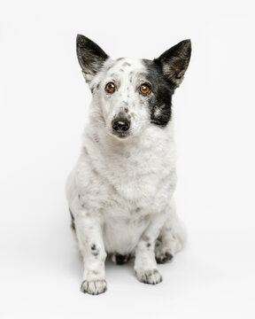 Portrait of a cute small black and white dog sitting on a white background.