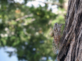 Close-up of a Cicada on a tree, south of France