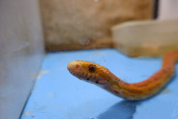 orange snake corn snake in glass terrarium dirty with blue floor