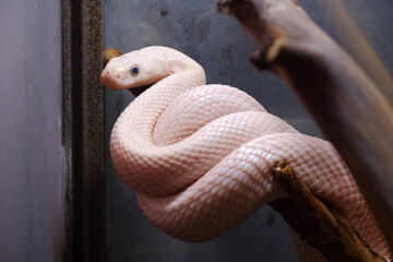 white snake leucist with black eyes in a terrarium on a branch close-up animals nature terrariumistics pet snake