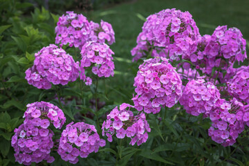 Obraz premium A horizontal photo of a Beautiful billowy pink garden phlox, a mainstain of a cottage garden.