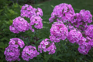 A horizontal  photo of a Beautiful billowy pink garden phlox, a mainstain of a cottage garden.