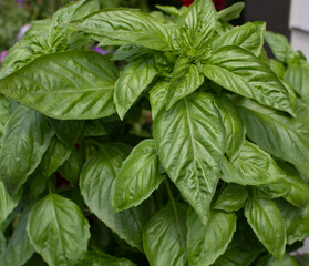 An isolated photo of Beautiful broadleaf basil, ocimum basilicum, on a Sunny day