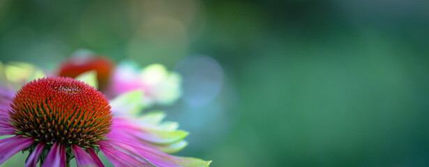 Horizontal macro of a beautiful pink coneflowers, echinacea purpurea, in a prairie garden. 