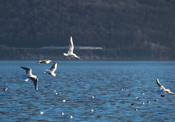 Group of seagulls flying over the Danube. White birds in flight. Forested mountains in the background.