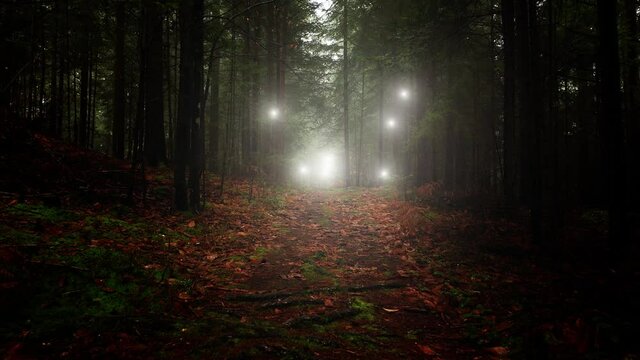 Forest path covered in leaves with flying glowing white fireflies effect.