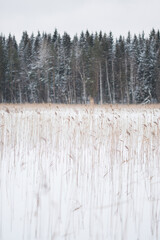 Fototapeta premium Dry coastal reed on a frozen lake in winter