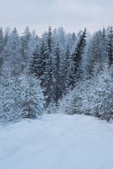 Snow covered trees in winter