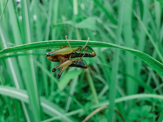 Male and female green grasshopper mating on a green leaf, Locust, insect, animal.
