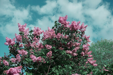 Obraz premium beautiful lilac bush in spring 