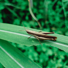 grasshopper on a green leaf