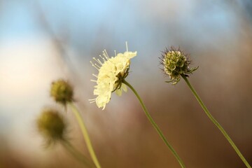 Scabiosa ochroleuca
