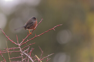 The Dartford Warbler is a species of passerine bird in the Sylviidae family.