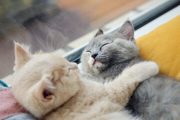 two cats napping together on windowsill