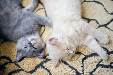 two tired kittens napping on blanket