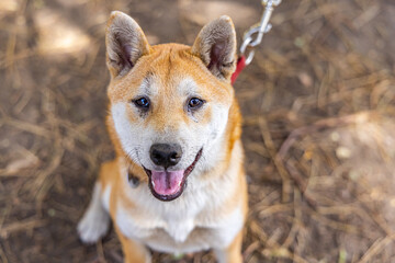Closeup portrait of a red Shiba Inu dog on leash sitting outdoors. Distinctive white urajiro markings visible. Japanese Spitz canine with copy space.