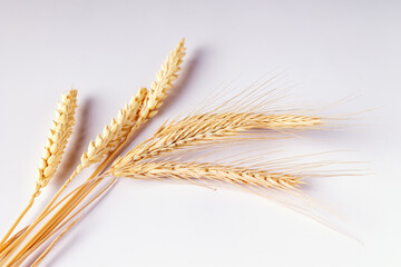 wheat ears on white background, copy space