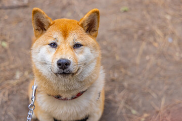 Close up snout view of an adorable red Shiba Inu dog sitting outdoors with copy space to right. Famous Japanese working breed of Spitz canines.