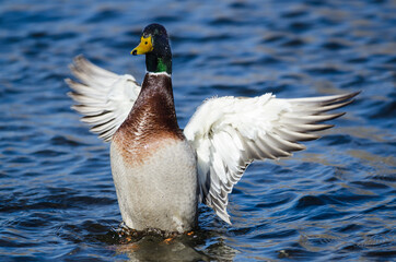 Mallard Duck Stretching Its Wings While Resting on the Water