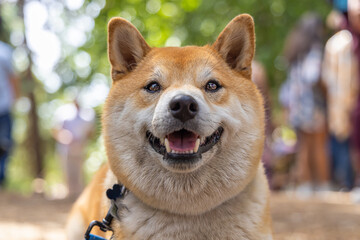 Close up headshot portrait of a mature red Shiba Inu dog, against a blurry green park background during a walk on a sunny day with copy space to sides.