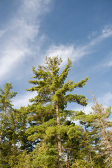 Towering evergreen, conifer tree with deep blue skies and wispy white clouds