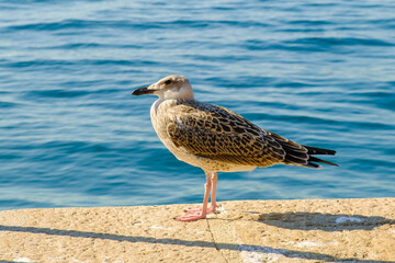 Portrait of grey seagull sits on a pier near the sea. 