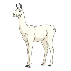 Color illustration with shorn white llama, alpaca. Isolated vector object on a white background.