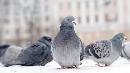 pigeons walk in the snow in winter, freeze from the cold in the cold during a blizzard