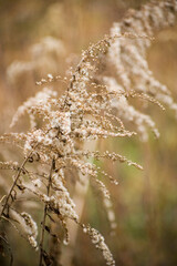 Dried flowers in wintertime.